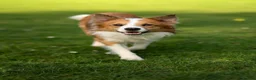 Border Collie dogs for stud: Bordercollie in London - Advert 3