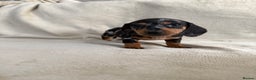 Dachshund dogs for sale: 3 Beautiful Dachshund puppy’s for sale - Advert 5
