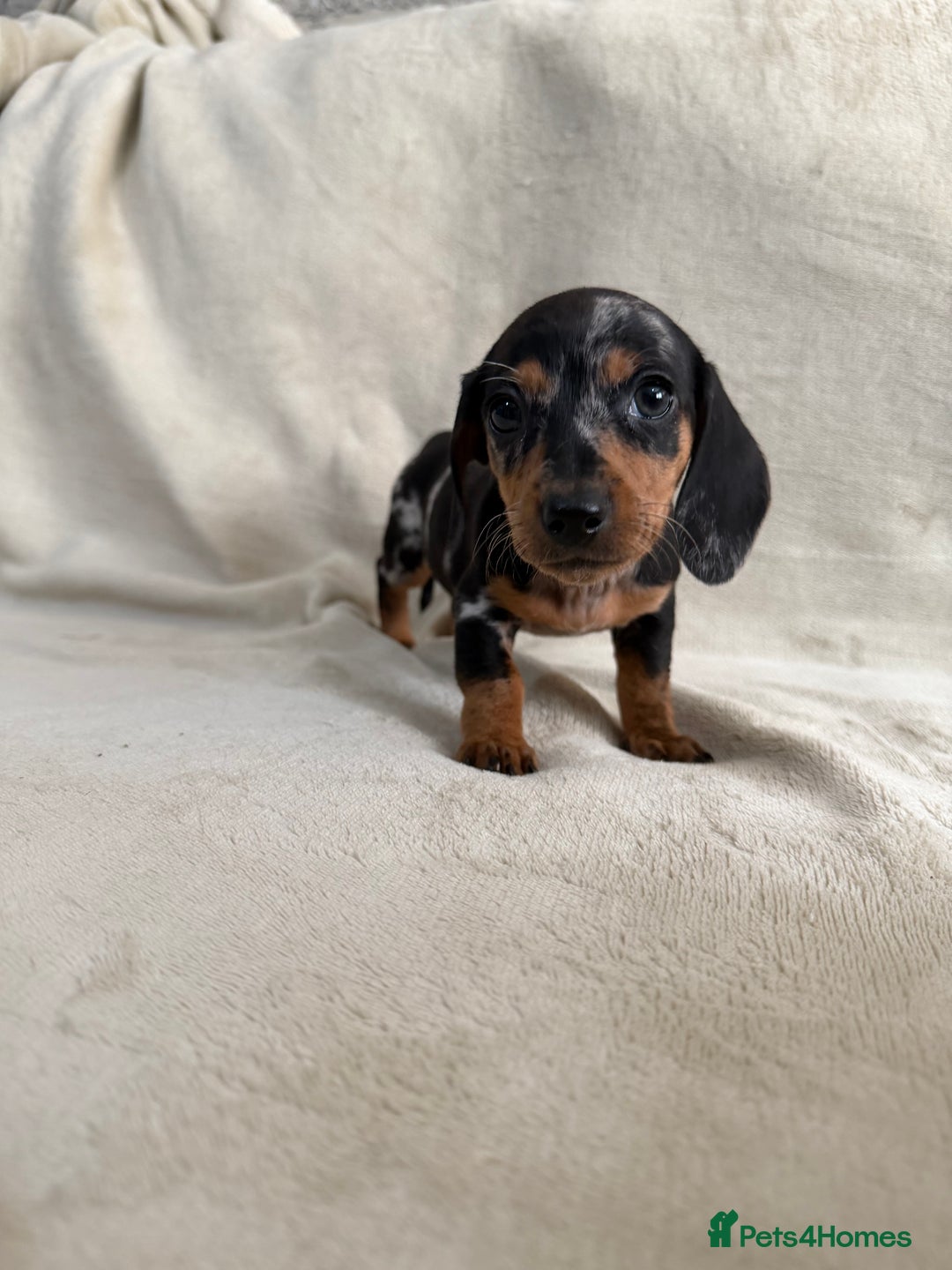 Dachshund dogs for sale: 3 Beautiful Dachshund puppy’s for sale - Advert 5