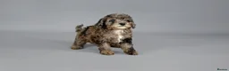 Cavapoo dogs for sale: Cavapoo puppies for sale  - Advert 21