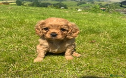 Cavalier King Charles Spaniel dogs for sale: Stunning cavalier King Charles spaniel puppies. - Image 4
