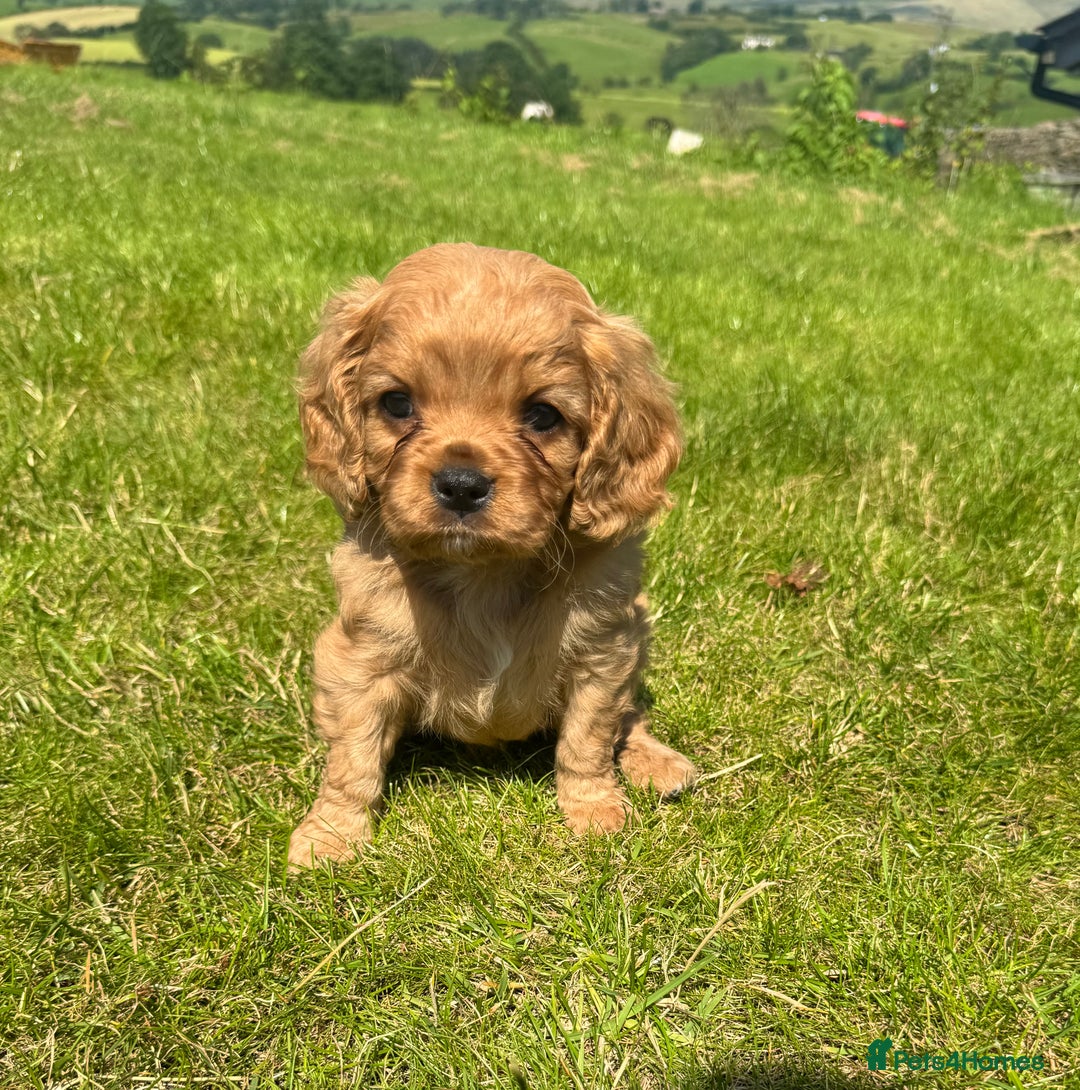 Cavalier King Charles Spaniel dogs for sale: Stunning cavalier King Charles spaniel puppies. - Image 4