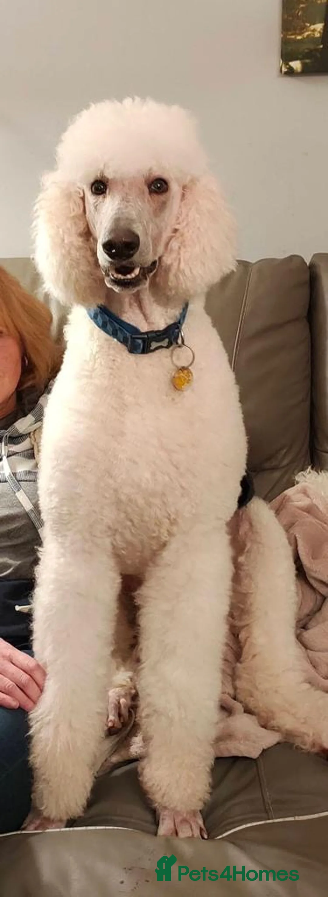 Standard Poodle dogs for stud: KC Registered standard poodle stud - Advert 3