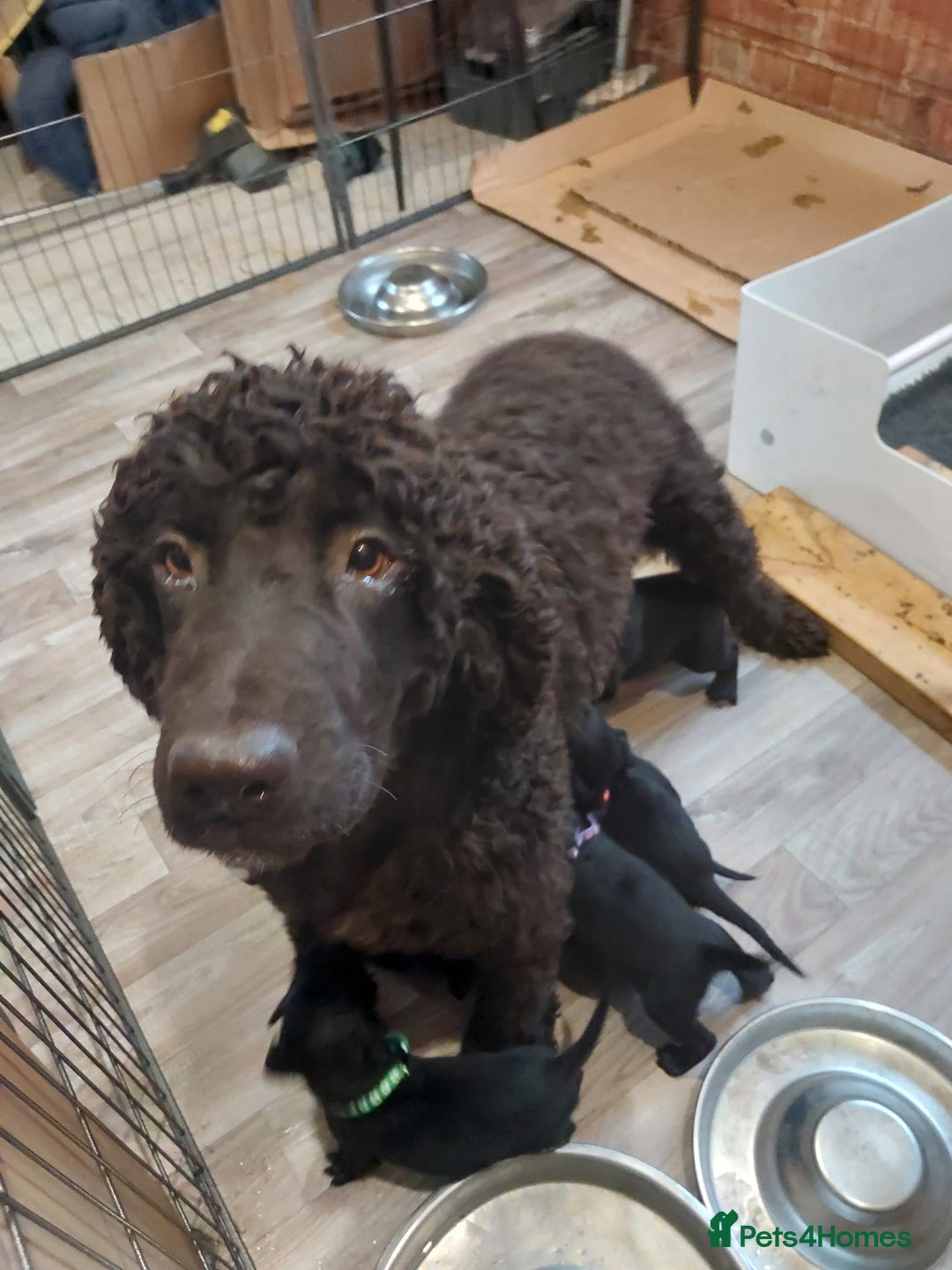 Mixed Breed dogs for sale: Irish Water Spaniel mum and Fox Red Labrador dad - Advert 16