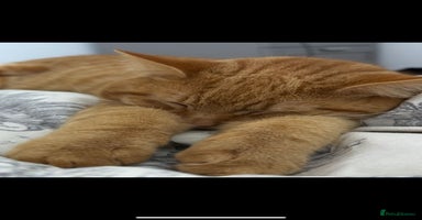 Mixed Breed cats - Advert 4