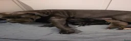 Cane Corso dogs for sale: Cane Corso puppies - Advert 1