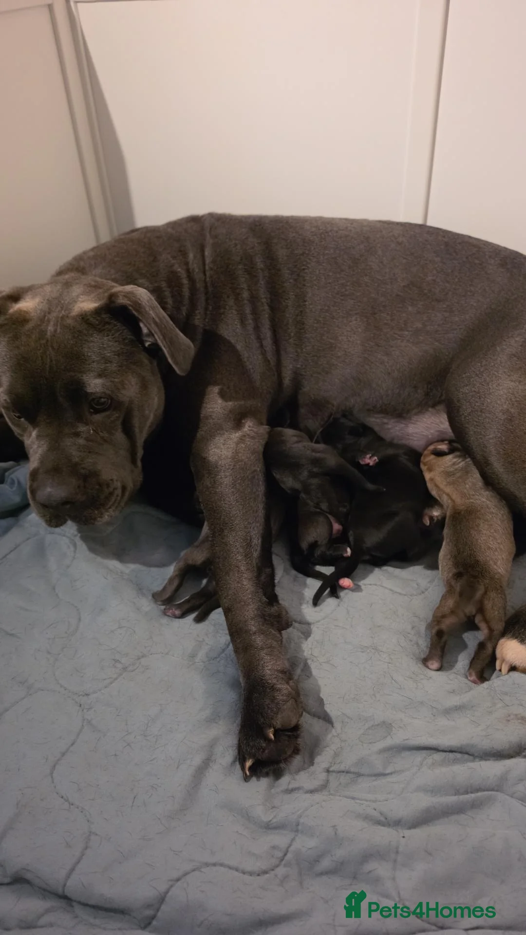 Cane Corso dogs for sale: Cane Corso puppies - Advert 1