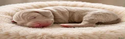 Weimaraner dogs for sale: Gorgeous chunky silver Weimaraner puppies  in Llanelli - Advert 3