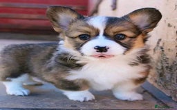 Welsh Corgi Pembroke dogs for sale: charming pembroke corgi - Image 1