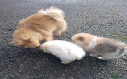 Pomeranian dogs for sale: Miniature Pomeranian puppies - Image 10