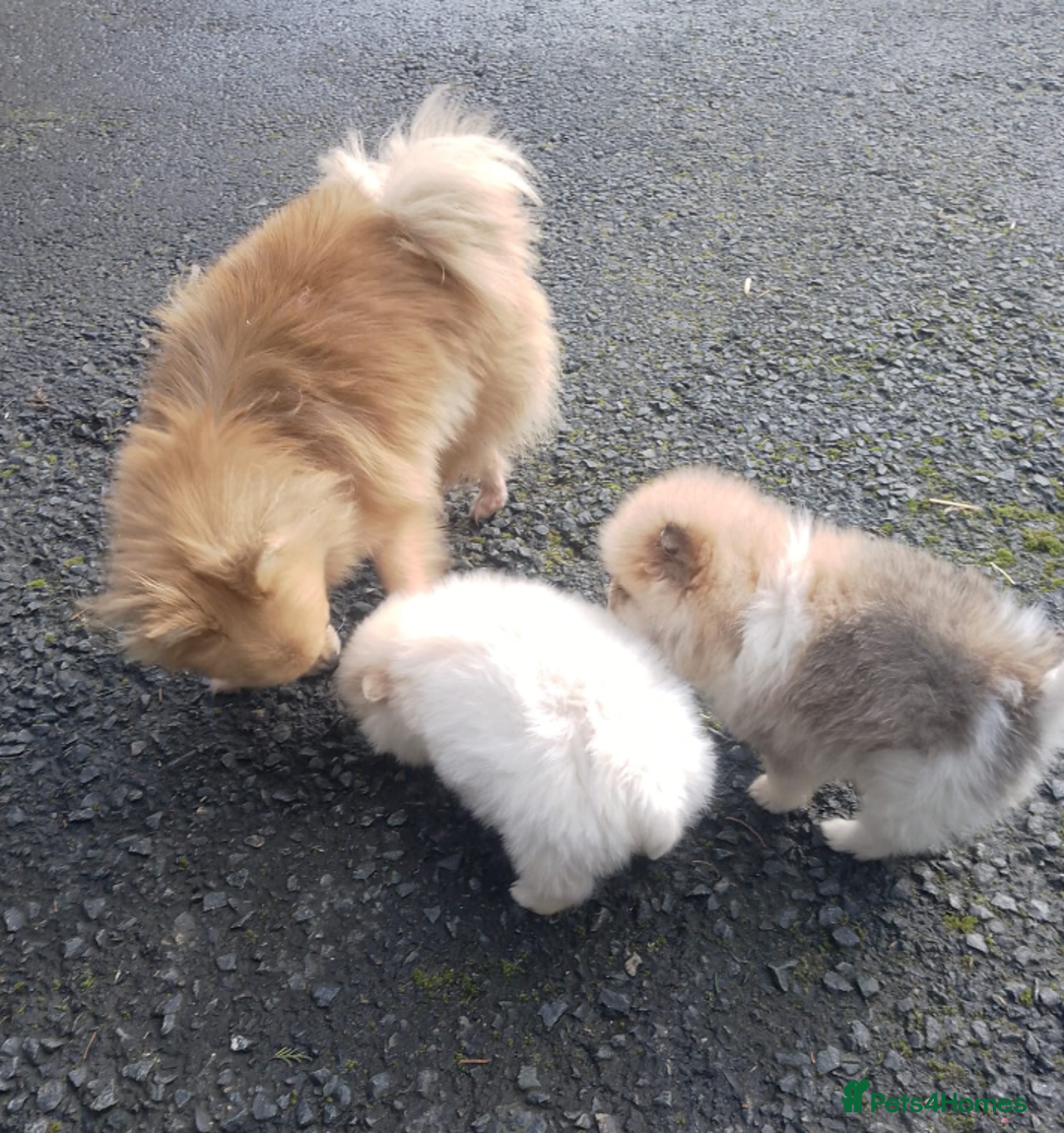 Pomeranian dogs for sale: Miniature Pomeranian puppies - Image 10