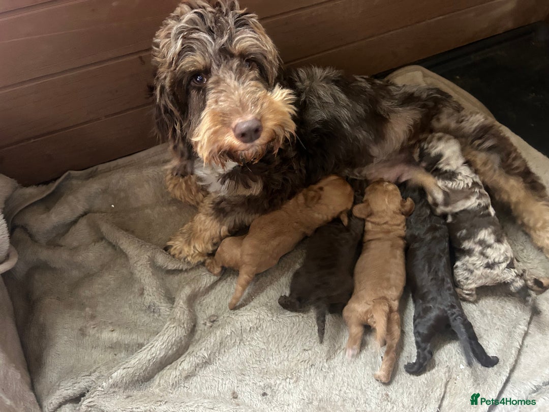 Cockapoo dogs for sale: Beautiful cockapoos - Image 1