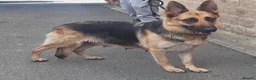 German Shepherd dogs for sale: 2 German Shepherd Pups in Huddersfield - Advert 1