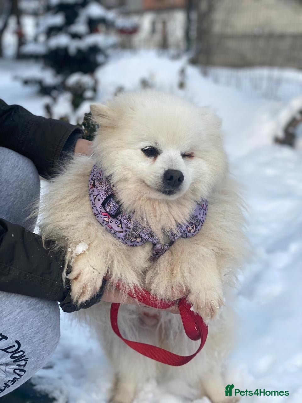 Pomeranian dogs ❤️MILKY❤️  A White Pomeranian Cloud Full Of Love - Advert 8