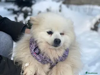Pomeranian dogs ❤️MILKY❤️ A White Pomeranian Cloud Full Of Love - Advert 8