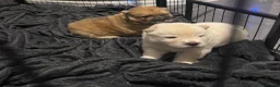 Chow Chow dogs for sale: 2 male chow chow Puppys left ready 30th Aug  - Advert 9