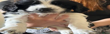 Mixed Breed 1