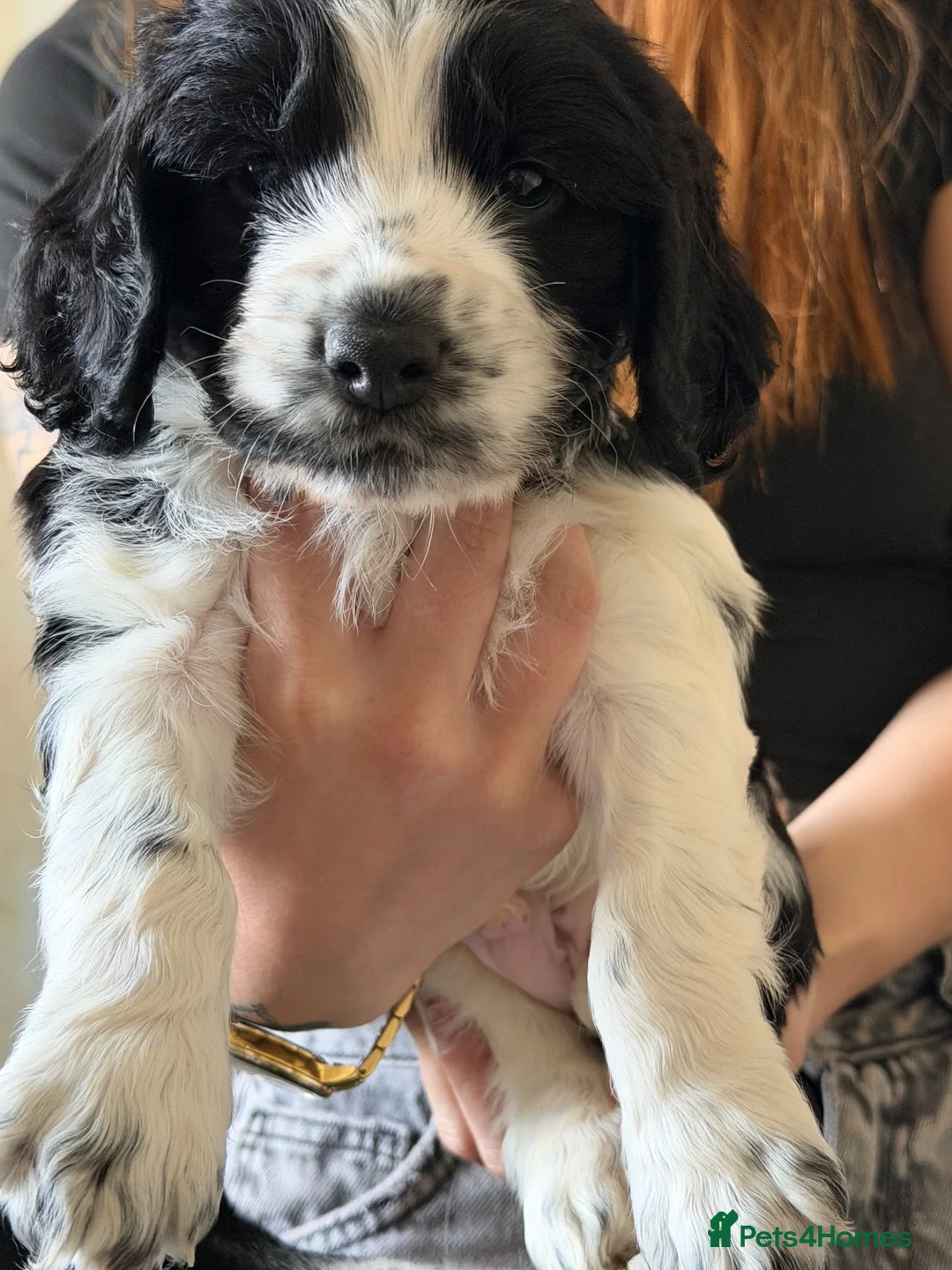 Mixed Breed dogs for sale: ONE PUP LEFT  - Advert 5