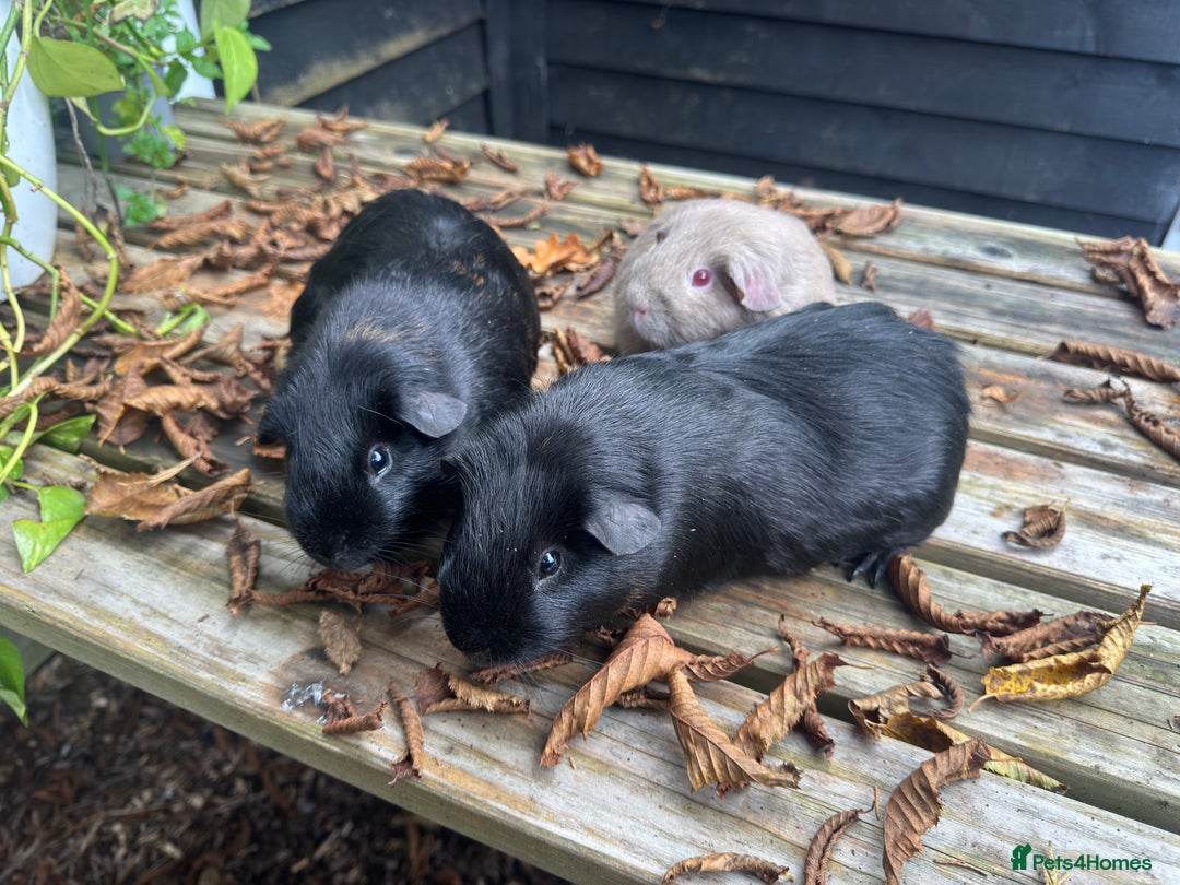 Guinea Pig rodents for sale: Trio of male super friendly guinea pigs - Advert 2