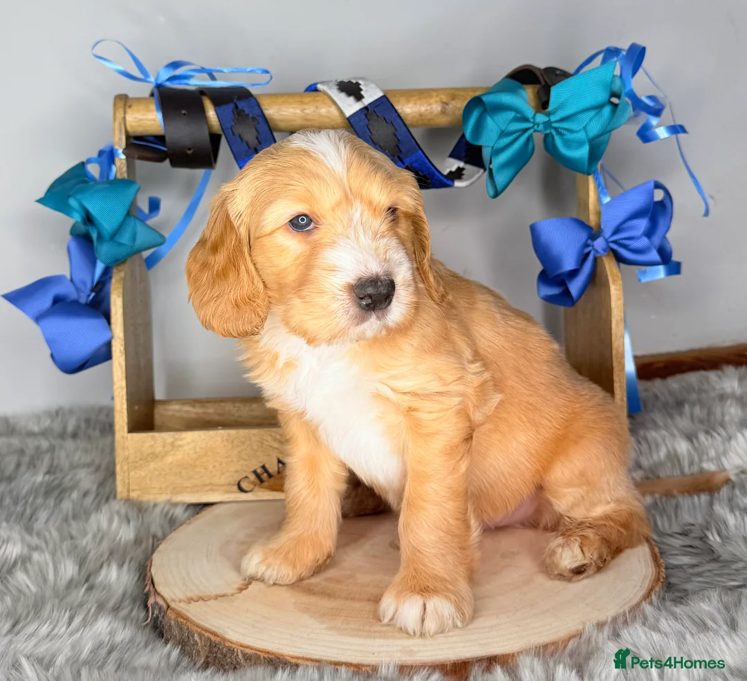 Australian Labradoodle dogs for sale: Australian labradoodle  - Advert 18