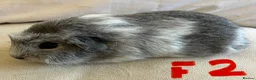 Guinea Pig rodents for sale: Well handled skinny pigs and one teddy boy.  - Advert 5