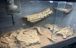 Monitor reptiles for sale: X2 Monitor Lizard  - Image 2