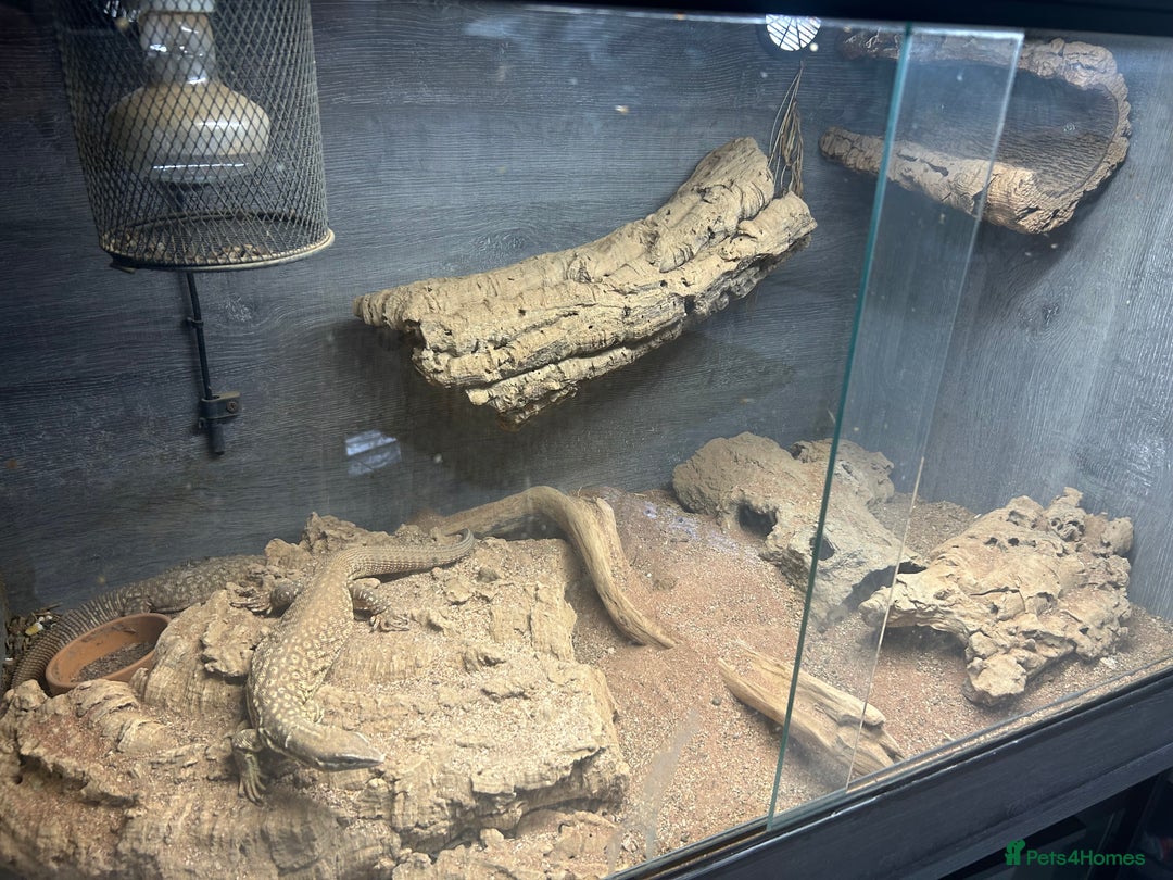 Monitor reptiles for sale: X2 Monitor Lizard  - Image 2