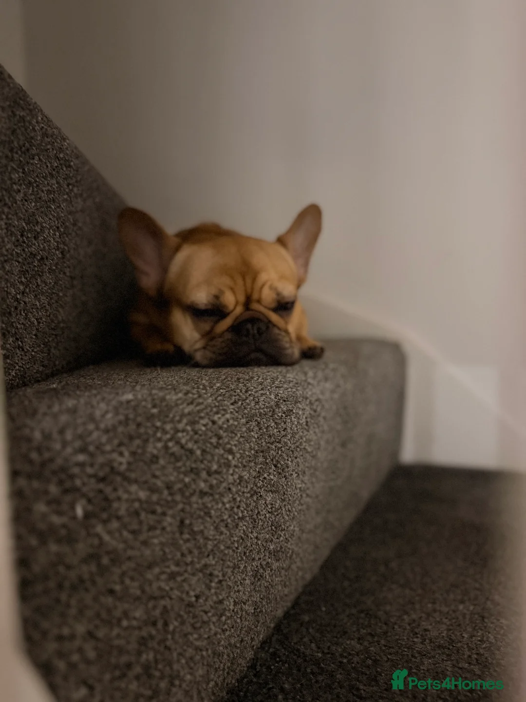 French Bulldog dogs for sale: 🎀Bonnie🎀 - Advert 3