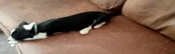 Border Collie dogs for sale: Kevin Smith in Lincoln - Advert 13