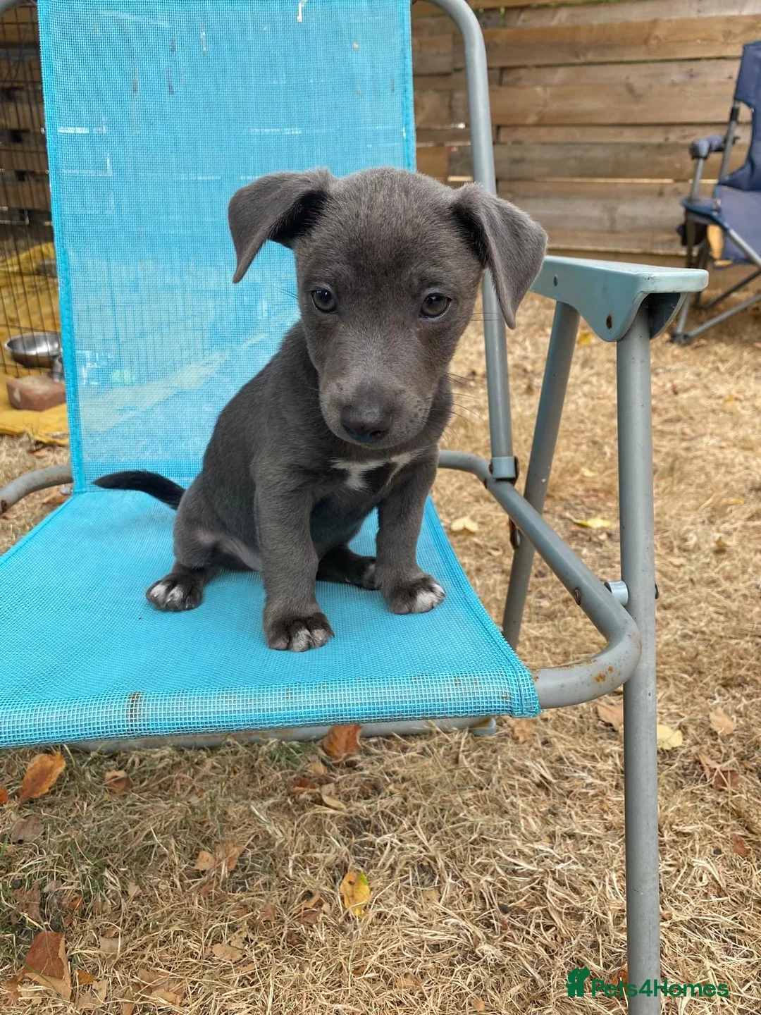 Jack Russell dogs for sale: Rare Blue & Lilac & Tan Minatur Smooth coated JRT  - Advert 2