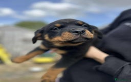 Rottweiler dogs for sale: Rottweiler puppies  - Image 8