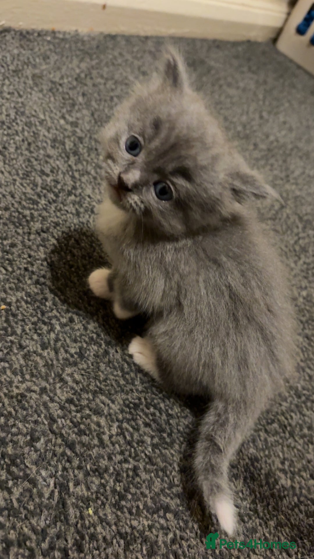 British Longhair cats for sale: X2 male British longhair kittens needing homes - Advert 3