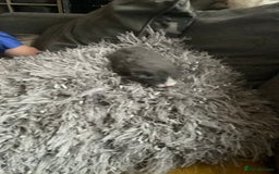 Mixed Breed cats for sale: Looking for loving home for  **   - Image 6