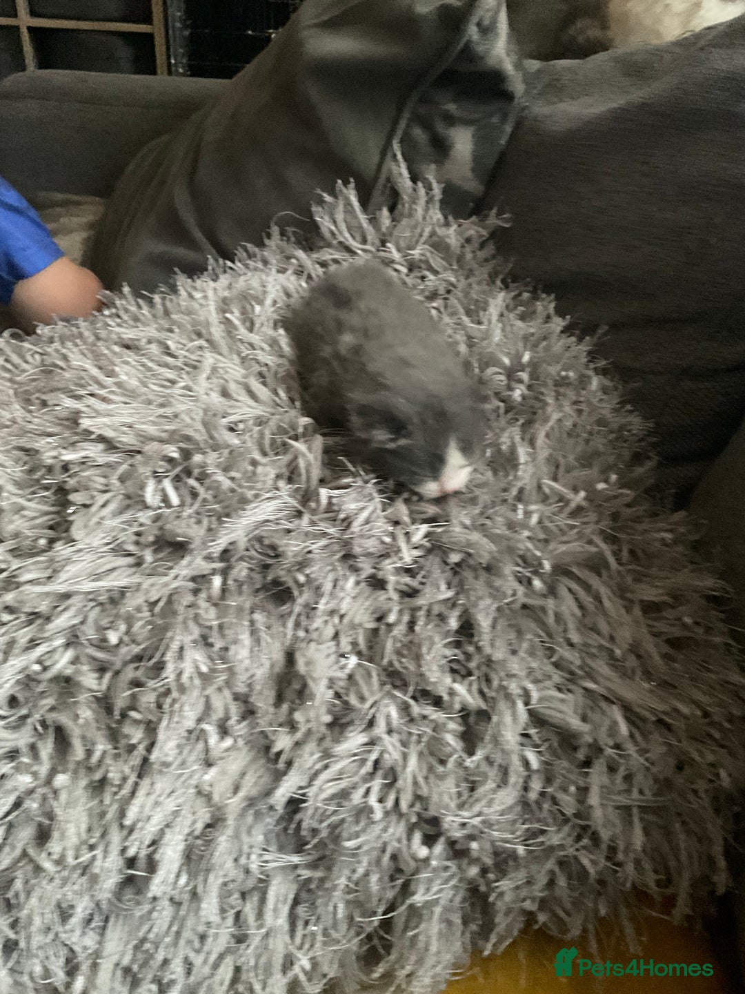 Mixed Breed cats for sale: Looking for loving home for  **   - Image 6