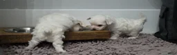 Maltese dogs for sale: Maltese puppies  in Morden - Advert 6