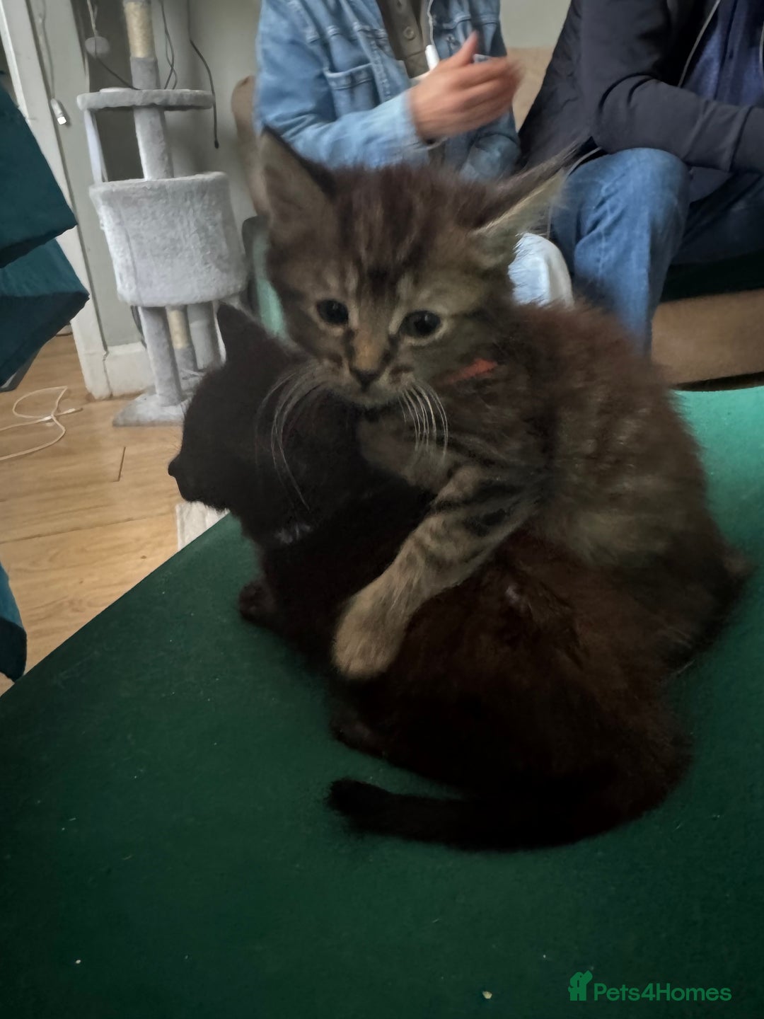 Mixed Breed cats for sale: Friendly and playful kittens  - Image 10