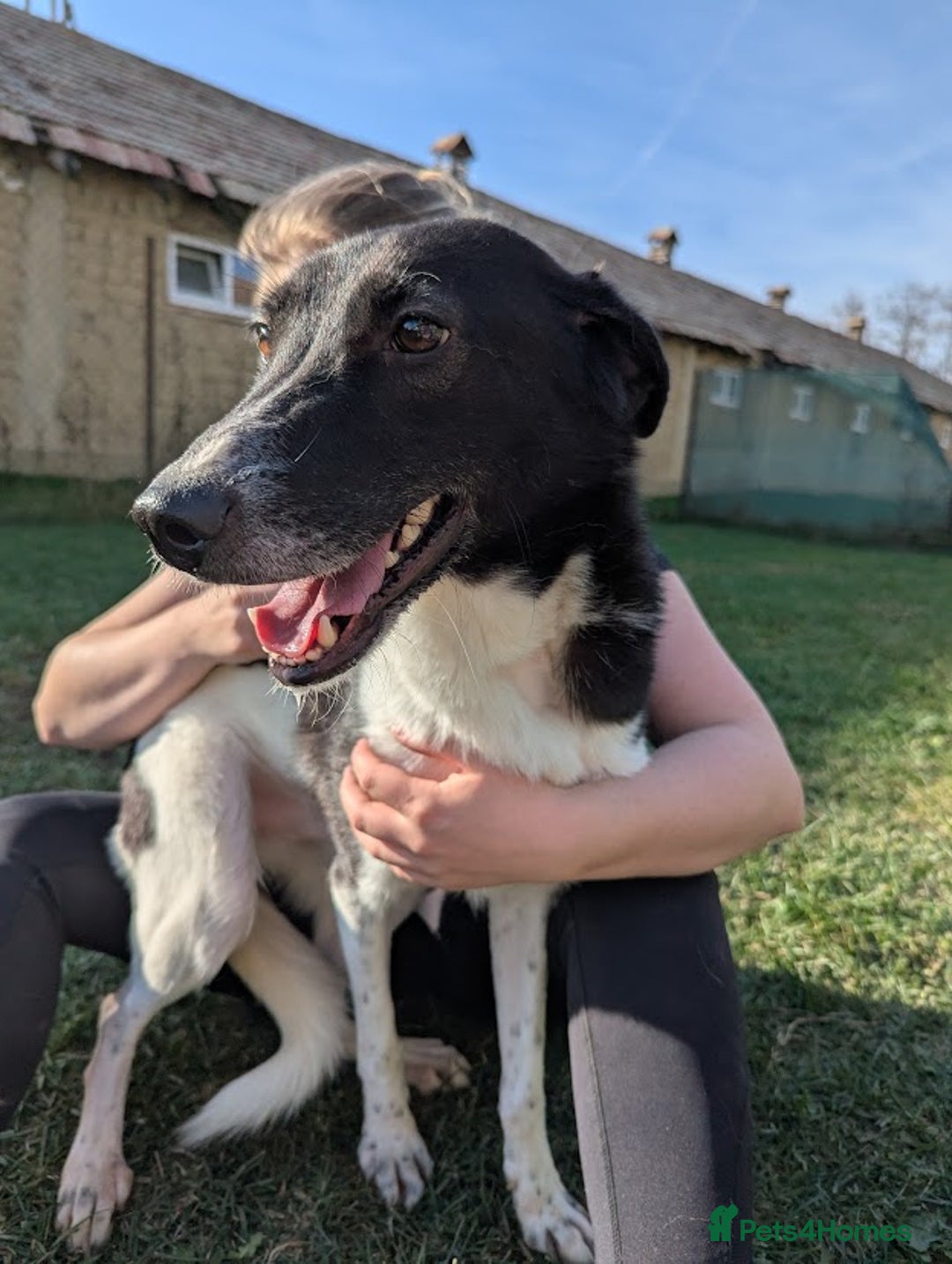 Mixed Breed dogs for adoption: Ferris for adoption - Image 4