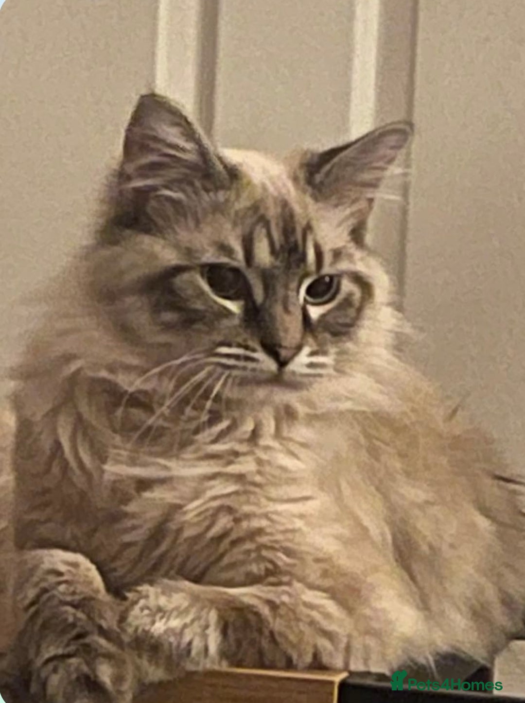 Mixed Breed cats for sale: Jasper - Advert 5