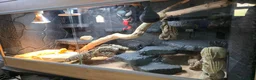 Bearded Dragon reptiles for sale: Hypo Orange Blue Bar Berded Dragon  in Dewsbury - Advert 3