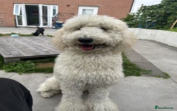 Standard Poodle dogs for sale: 9-month cream standard poodle for sale - Image 8