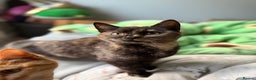 Mixed Breed cats for sale: Female Tortoiseshell Kitten - Advert 1