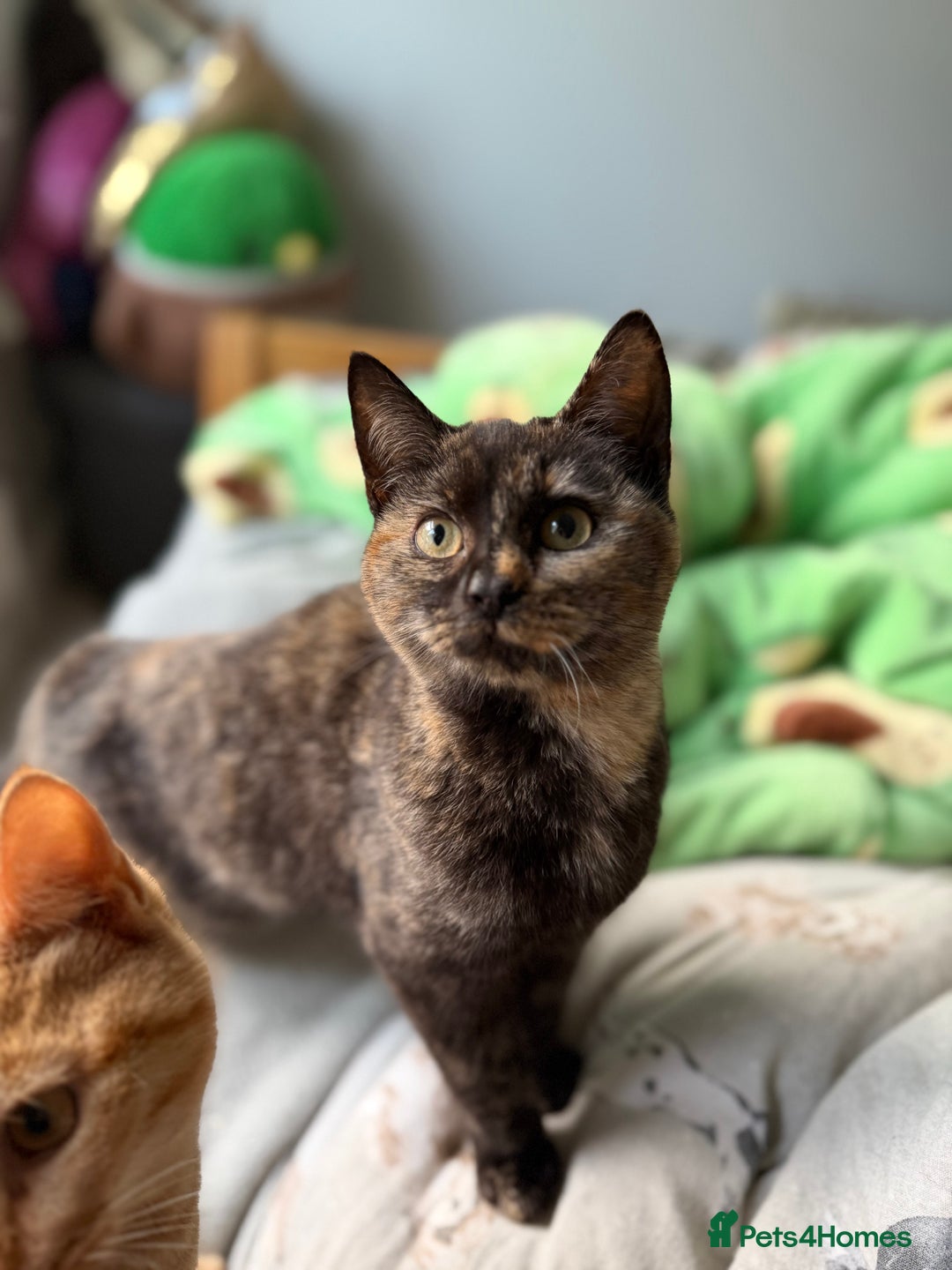 Mixed Breed cats for sale: Female Tortoiseshell Kitten - Advert 1