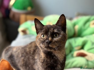 Mixed Breed cats Female Tortoiseshell Kitten - Advert 1