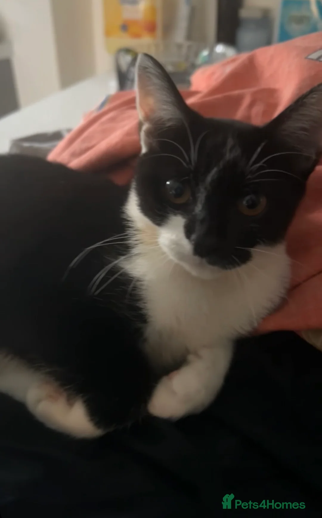 Mixed Breed cats for sale: Black Girl Kittens - Advert 11