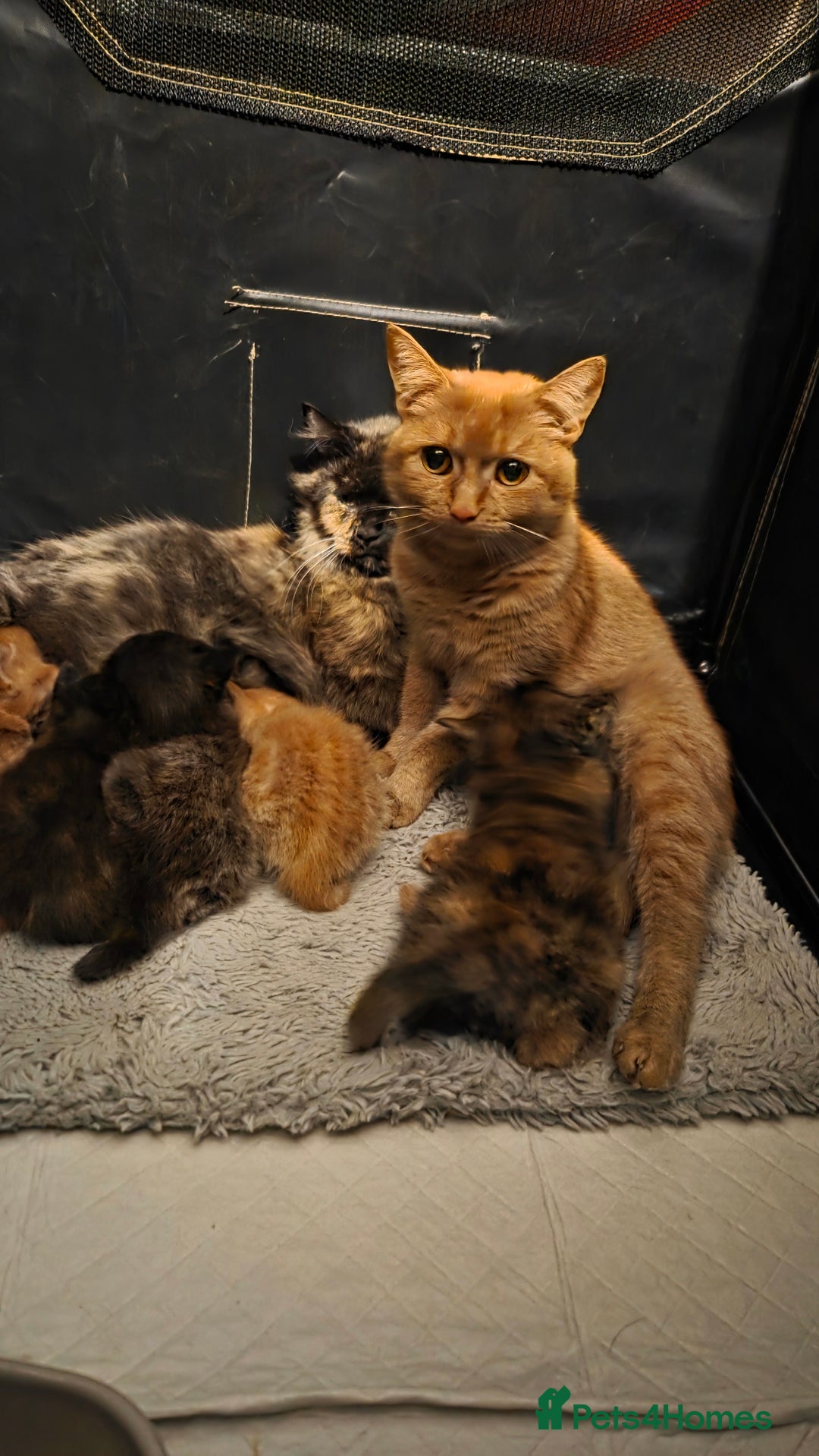 Mixed Breed cats for sale: 4 kittens looking for forever homes  - Image 6