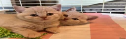 British Shorthair cats for sale: 🐾 Our Adorable GCCF Kittens are 8 Weeks Old! 🐾 - Advert 1