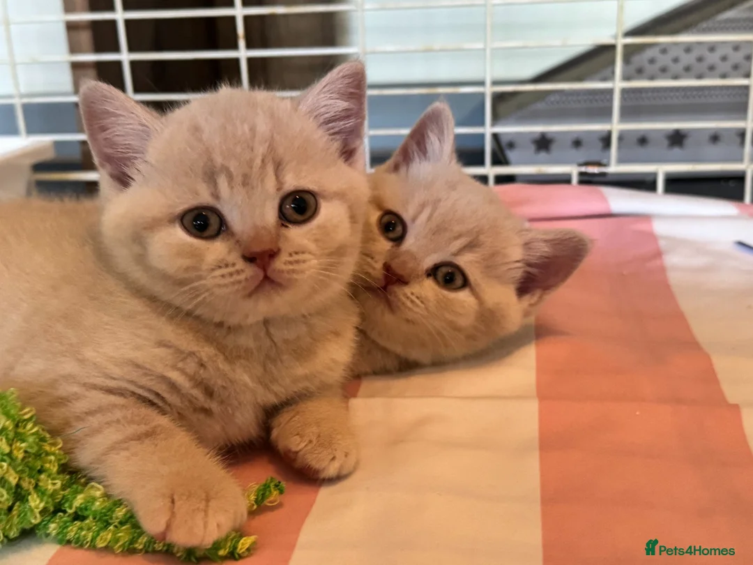 British Shorthair cats for sale: 🐾 Our Adorable GCCF Kittens are 8 Weeks Old! 🐾 - Advert 1