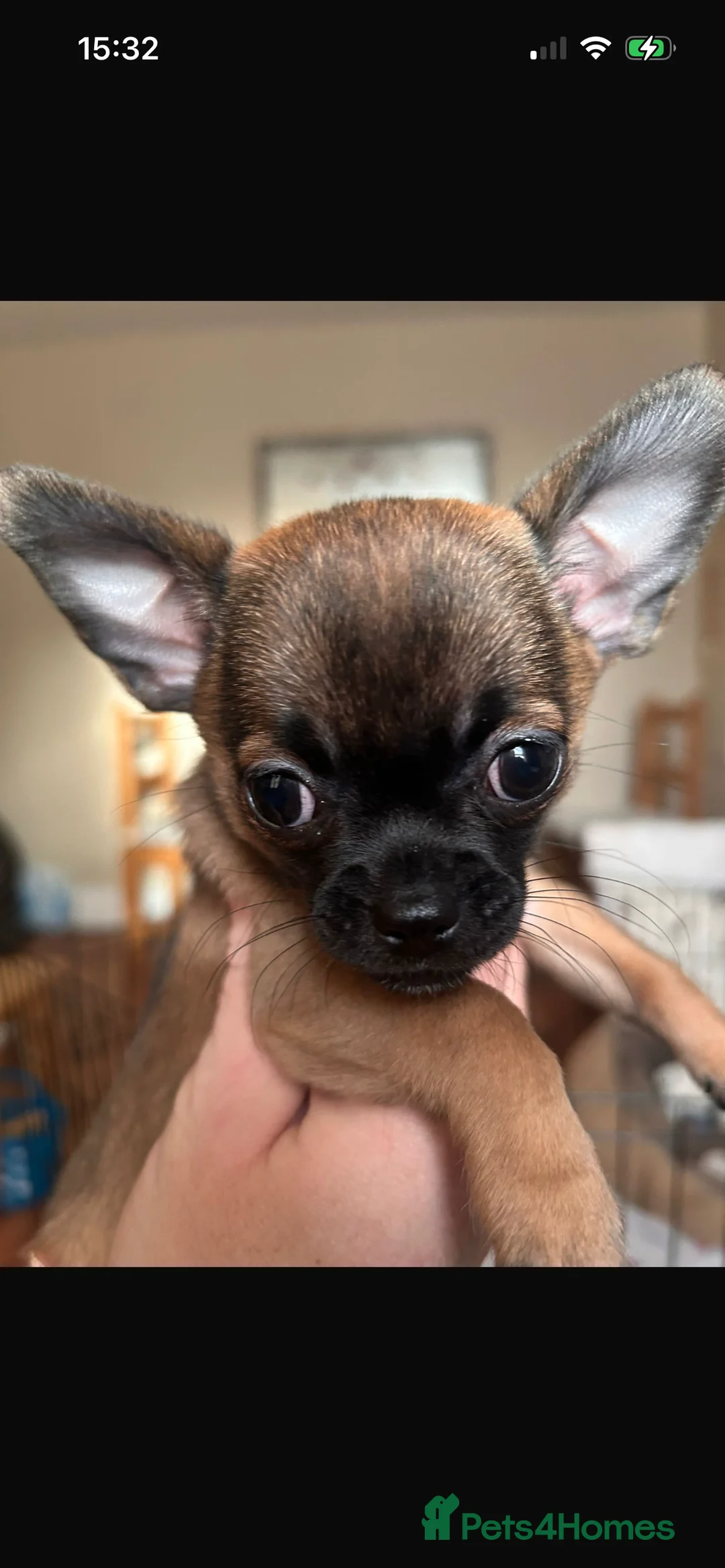 Chihuahua dogs for sale: Boy chihuahua smooth coat  - Advert 17