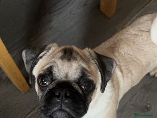 Pug dogs Pug stud - Advert 4