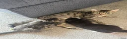 Mixed Breed cats for sale: 2 very playful kittens  - Advert 1